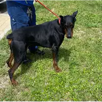 Foto dell\'animale cane - Matr. 2021/0647 - Microchip 642099000304426