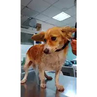 Foto dell\'animale cane - Matr. 2021/1900 - Microchip 380260101554278