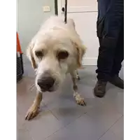 Foto dell\'animale cane - Matr. 2021/1899 - Microchip 380260044542761