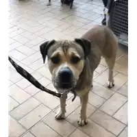 cane - Matr. 2021/1903 - Microchip 380260101346169