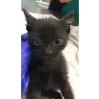 Foto dell\'animale gatto - Matr. 2021/1904 - Microchip 380260044607217
