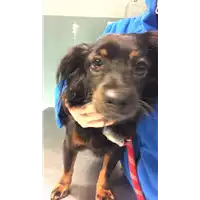 Foto dell\'animale cane - Matr. 2021/1909 - Microchip 380260044608101