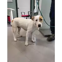 Foto dell\'animale cane - Matr. 2021/1910 - Microchip 380260044542246