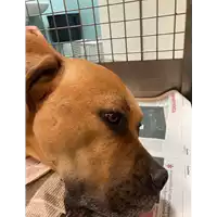 Foto dell\'animale cane - Matr. 2021/1917 - Microchip 380260002606316