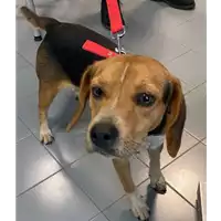 Foto dell\'animale cane - Matr. 2021/1918 - Microchip 380260101570504