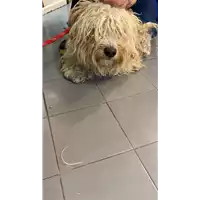 cane - Matr. 2021/1919 - Microchip 380260044607644