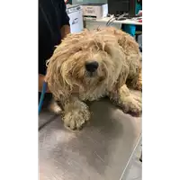 cane - Matr. 2021/1921 - Microchip 380260044542456
