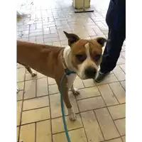 Foto dell\'animale cane - Matr. 2021/1922 - Microchip 380260101267322