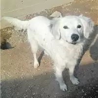 Foto dell\'animale cane - Matr. 2021/1924 - Microchip 380260044446406