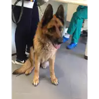 Foto dell\'animale cane - Matr. 2017/0833 - Microchip 380260000634477