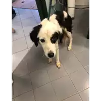 Foto dell\'animale cane - Matr. 2021/1925 - Microchip 380260100178952