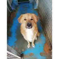 Foto dell\'animale cane - Matr. 2021/1927 - Microchip 380260044579163