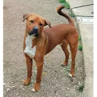 Foto dell\'animale cane - Matr. 2021/1931 - Microchip 380260044446658