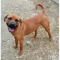Foto dell\'animale cane - Matr. 2021/1934 - Microchip 380260044445968