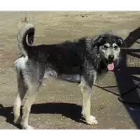 Foto dell\'animale cane - Matr. 2014/1219 - Microchip 380260002323048
