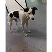 Foto dell\'animale cane - Matr. 2021/1936 - Microchip 380260044446829