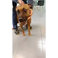 Foto dell\'animale cane - Matr. 2021/1943 - Microchip 380260044607734