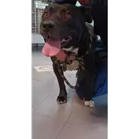 Foto dell\'animale cane - Matr. 2017/2481 - Microchip 380260042530175