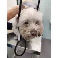 Foto dell\'animale cane - Matr. 2021/1944 - Microchip 348098100171299