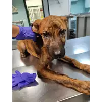 Foto dell\'animale cane - Matr. 2021/1945 - Microchip 380260044542559