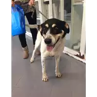 Foto dell\'animale cane - Matr. 2017/0834 - Microchip 380260100506404