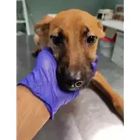Foto dell\'animale cane - Matr. 2021/1946 - Microchip 380260044607421