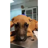 Foto dell\'animale cane - Matr. 2021/1947 - Microchip 380260044542609