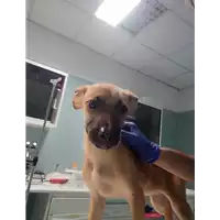 Foto dell\'animale cane - Matr. 2021/1948 - Microchip 380260044607710
