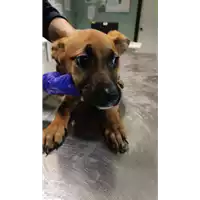 Foto dell\'animale cane - Matr. 2021/1949 - Microchip 380260044542938