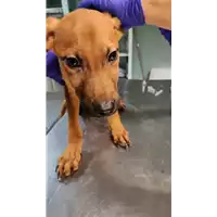 cane - Matr. 2021/1951 - Microchip 380260044542961