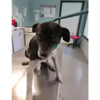 Foto dell\'animale cane - Matr. 2021/1953 - Microchip 380260044607986