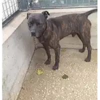 Foto dell\'animale cane - Matr. 2018/2110 - Microchip 380260042267198