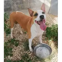 Foto dell\'animale cane - Matr. 2021/1452 - Microchip 380260002737371