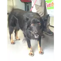 Foto dell\'animale cane - Matr. 2016/2351 - Microchip 380260042530082