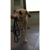Foto dell\'animale cane - Matr. 2021/0441 - Microchip 380260044550462