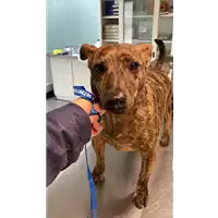 Foto dell\'animale cane - Matr. 2021/1957 - Microchip 380260002446124