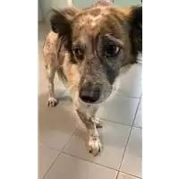 Foto dell\'animale cane - Matr. 2021/1958 - Microchip 380260043580775