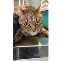 Foto dell\'animale gatto - Matr. 2021/1956 - Microchip 380260043591166