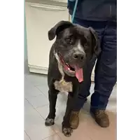 Foto dell\'animale cane - Matr. 2021/1960 - Microchip 380260044608106