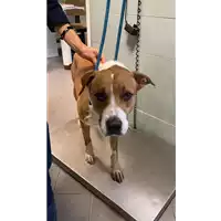 Foto dell\'animale cane - Matr. 2021/1961 - Microchip 380260044543058