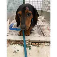 Foto dell\'animale cane - Matr. 2021/1966 - Microchip 380260044445777