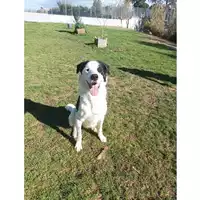 Foto dell\'animale cane - Matr. 2021/1972 - Microchip 380260044579863