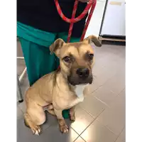 Foto dell\'animale cane - Matr. 2021/1976 - Microchip 380260044579348