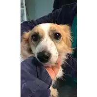 Foto dell\'animale cane - Matr. 2017/2680 - Microchip 380260100493899