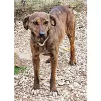Foto dell\'animale cane - Matr. 2021/1979 - Microchip 380260044446459