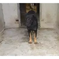 Foto dell\'animale cane - Matr. 2021/1981 - Microchip 380260044579710