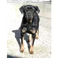 Foto dell\'animale cane - Matr. 2021/1980 - Microchip 380260044579218