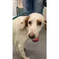 Foto dell\'animale cane - Matr. 2021/1987 - Microchip 380260044542389