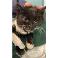 Foto dell\'animale gatto - Matr. 2021/1988 - Microchip 380260044516854