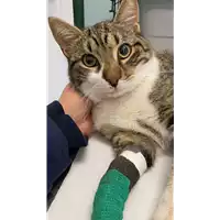 Foto dell\'animale gatto - Matr. 2021/1993 - Microchip 380260044446088